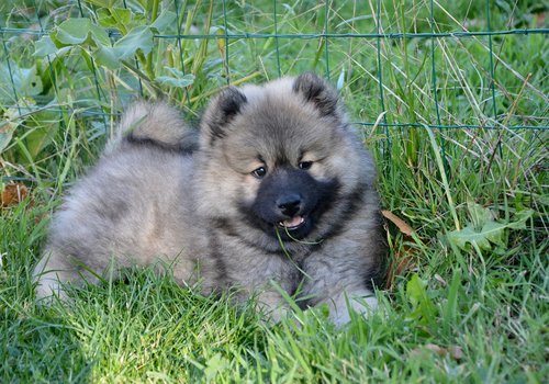 dog  puppy  young dog eurasier