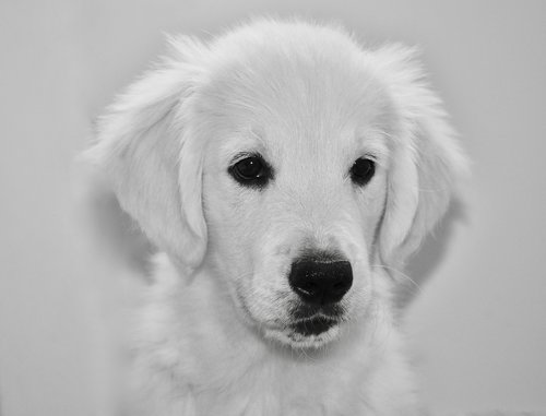 dog  dog golden retriever  black and white photo