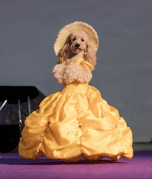 dog  costume  dress