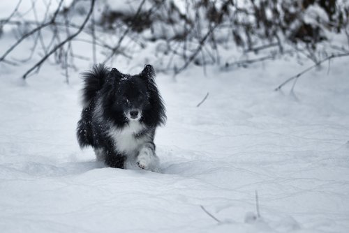 dog  snow  winter