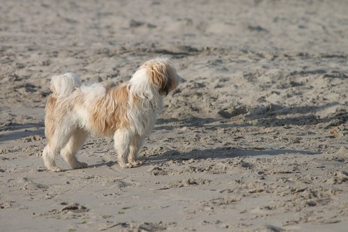 dog  beach  sand