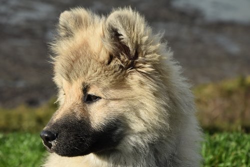 dog  young dog eurasier  dog olaf blue