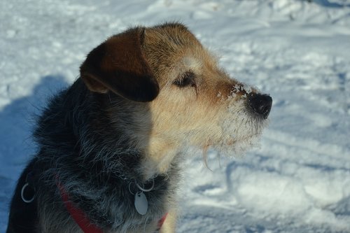dog  snow  cold