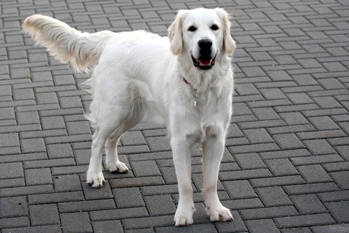 dog  white  retriever