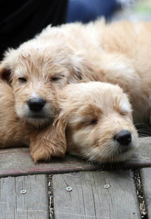 dog  puppies  cute