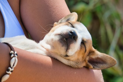 dog  puppy  sleep