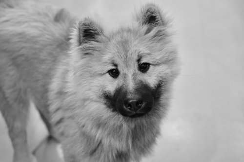 dog  pup  black and white photo