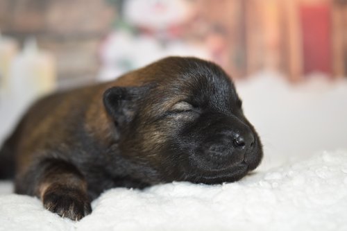 dog  puppy  eurasier puppy