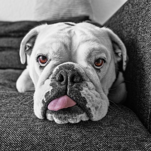 dog  english bulldog  tongue