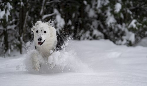 dog  snow  play