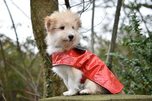 dog  dog wears a coat  pup