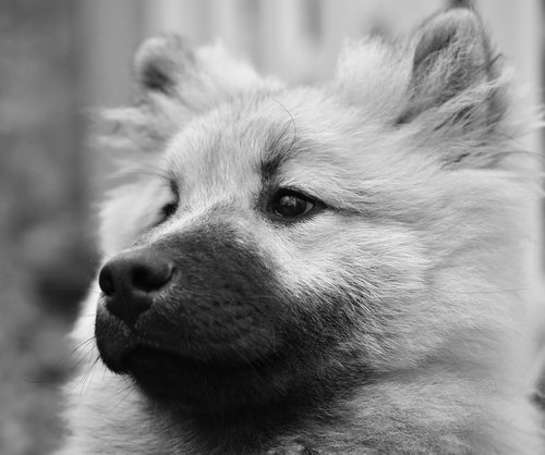 dog  dog eurasier  portrait photo black and white