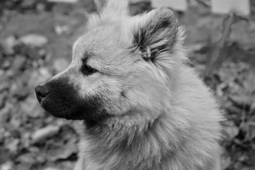 dog  dog eurasier  portrait of profile