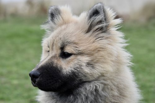 dog  dog eurasier  portrait dog profile