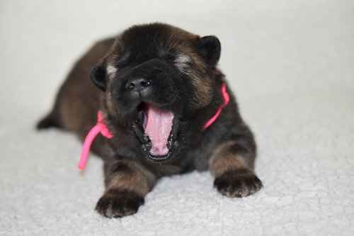 dog  puppy  young eurasier