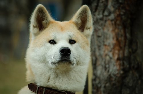 dog  shepherd  animals