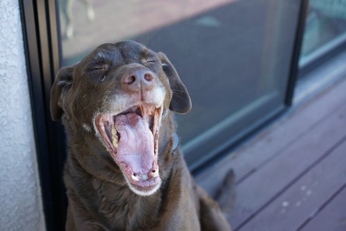dog  yawn  pet