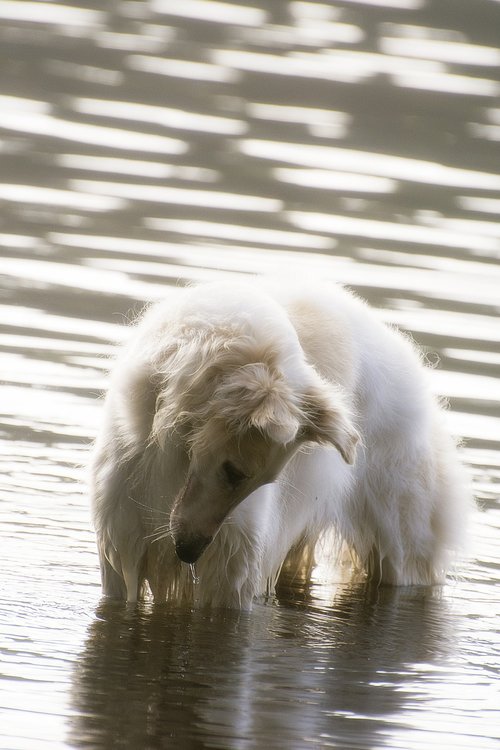 dog  borzoi  water