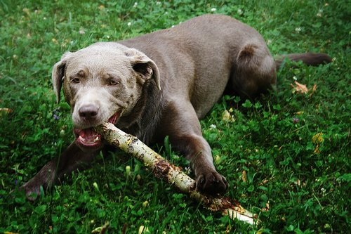 dog  meadow  branch