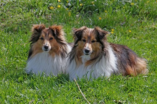 dog  meadow  green