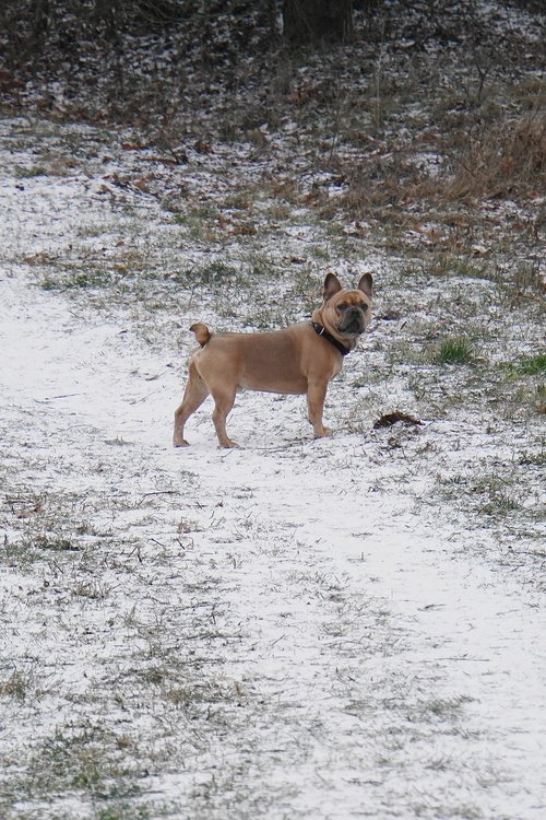 dog  snow  purebred dog