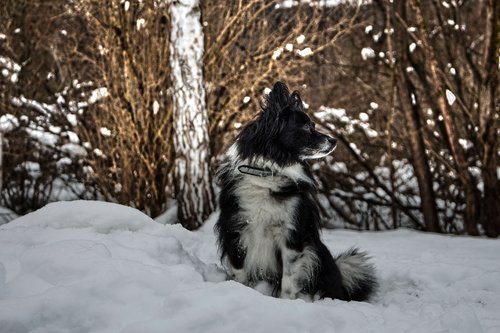 dog  snow  winter