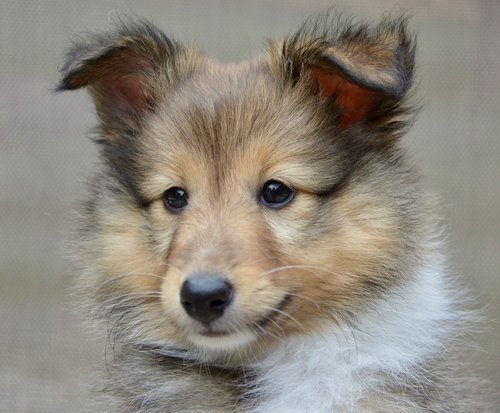 dog  dog shetland sheepdog  pup