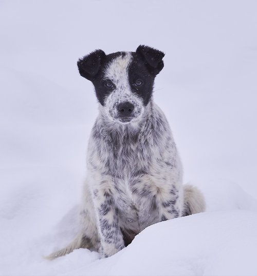 dog  snow  in winter