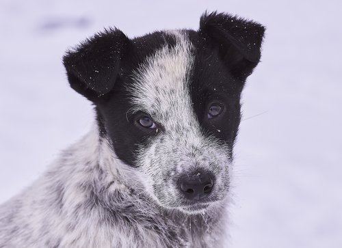 dog  snow  in winter