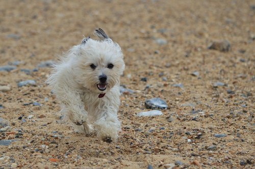 dog  canine  running