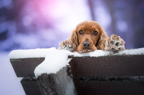 dog  cocker spaniel  pet