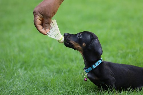 dog  hand  toy