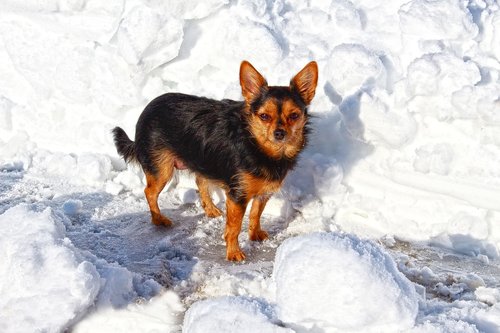 dog  winter  snow