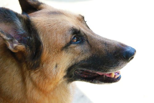 dog  german  shepherd