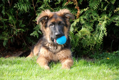 dog  schäfer dog  german shepherd