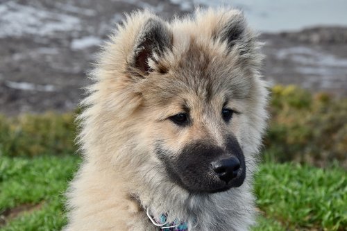 dog  dog eurasier  eurasier olaf blue