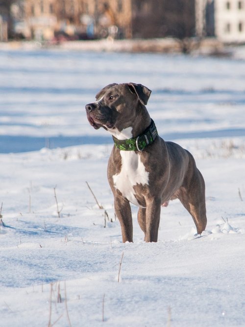 dog  pitbull  terrier