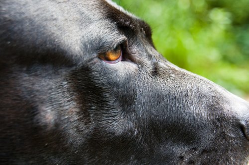 dog  eye  close up