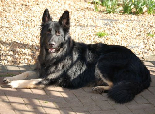 dog german shepherd