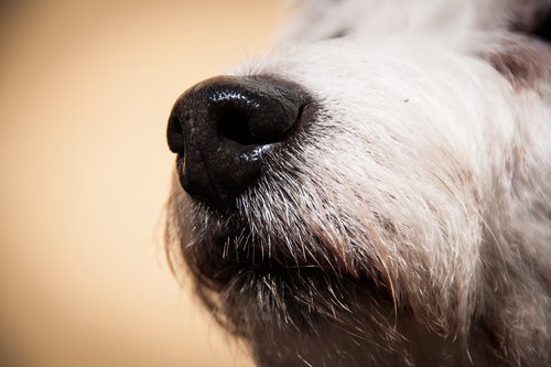 dog  nose  pet