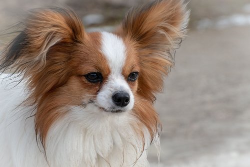 dog  dwarf spaniel  papillon