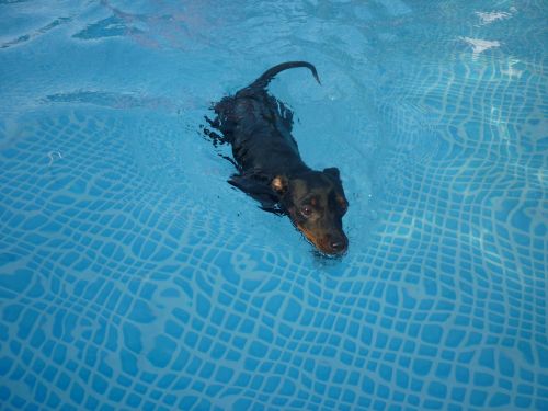 dog animal water