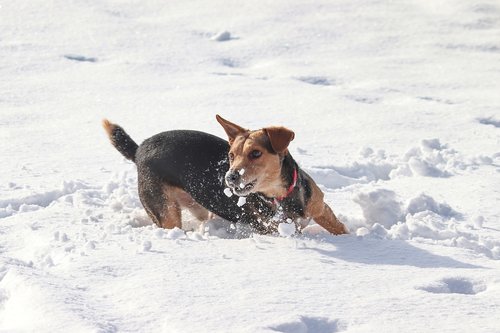 dog  snow  race