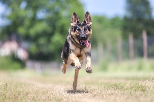 dog  schäfer dog  race