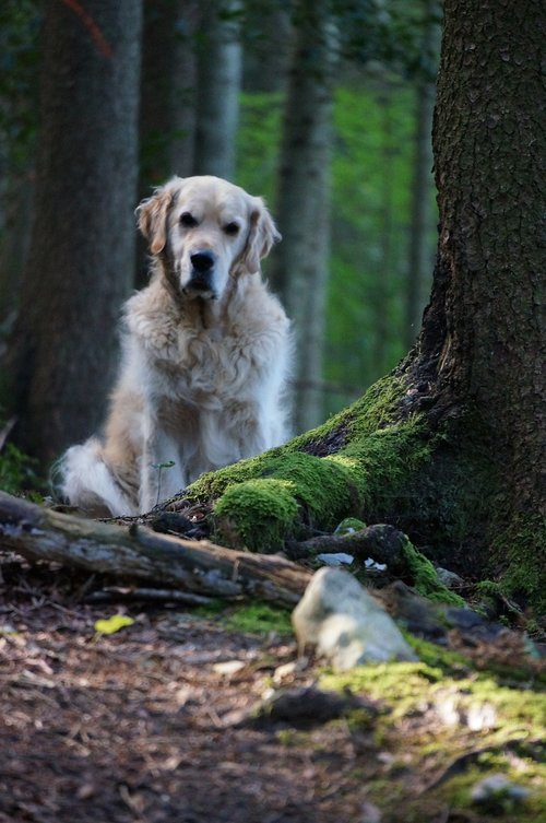 dog  forest  golden retriever