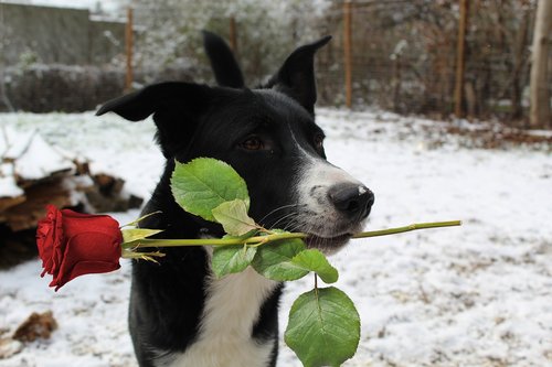dog  rose  snow