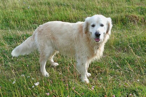 dog golden retriwer annimal