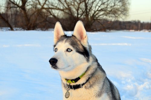 dog  husky  snow