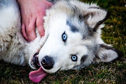 dog  blue eyes  love