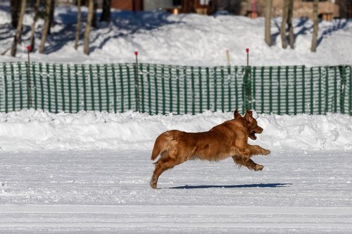 dog  snow  jump